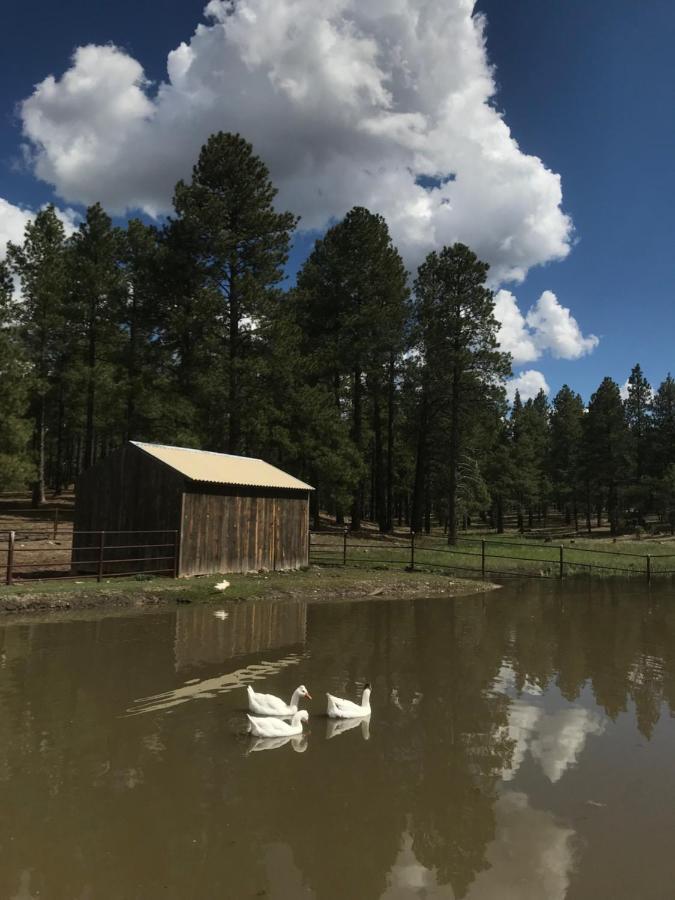 Grand Canyon At Historic Wrigley Ranch With Horseback Riding & Shooting * Parks